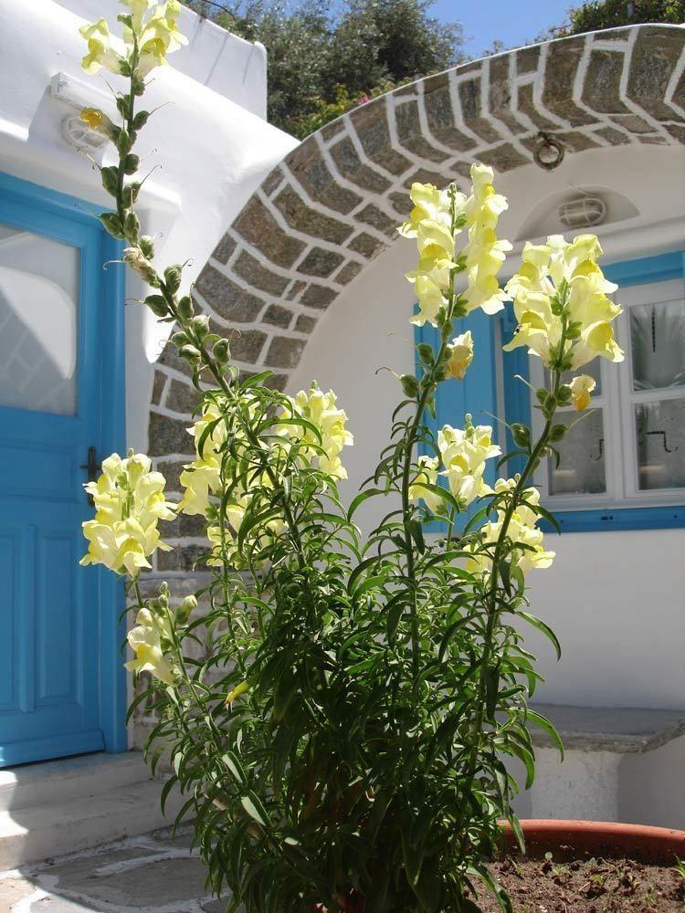 Hotel Philippi Mykonos Town 外观 照片